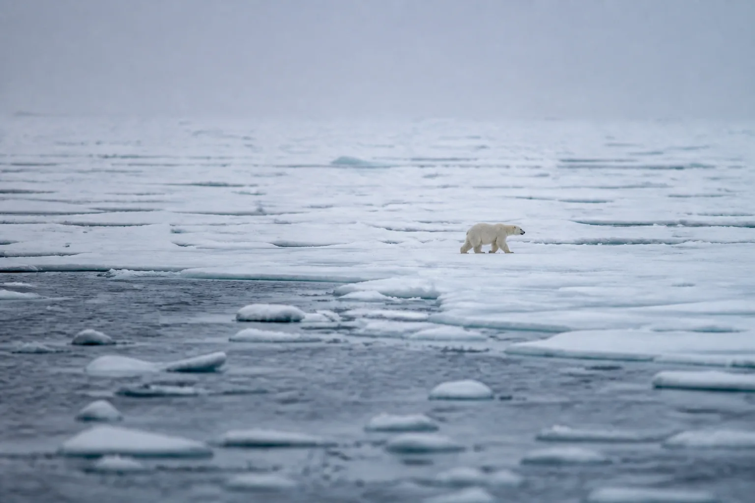 A distant adult polar bear walks along the edge of broken sea ice.