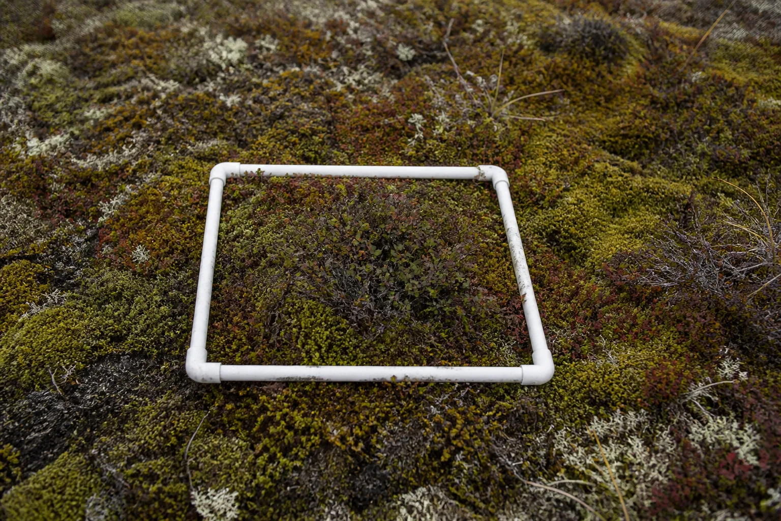 Dwarf shrubs and sedges grow around a small tundra monitoring frame.